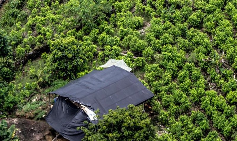 Al cierre del 2022 los cultivos de coca en Colombia incrementaron un 13 % en el área cultivada, pasando de 204.000 hectáreas en el 2021, a 230.000 en el 2022.