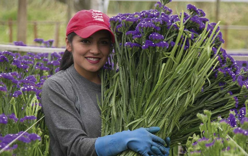 En 2021 fueron exportadas flores por valor de US$1.730 millones, transacción en la que el departamento participó con el 82%, consolidánse como el número uno en exportación en este renglón.