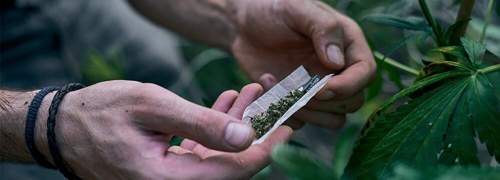 Por 15 votos a favor y 4 en contra, el proyecto de acto legislativo, que regulariza el cannabis de uso adulto, pasó en su séptimo debate en la Comisión Primera del Senado. 