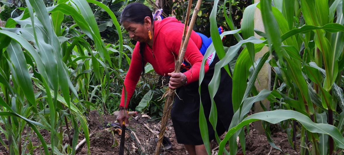 Más de 40 millones de personas viven en condiciones de pobreza extrema e inseguridad alimentaria, en unos 2000 municipios de 14 países de América Latina. La nueva iniciativa de la Organización de las Naciones Unidas para la Alimentación y la Agricultura (FAO) busca crear gobiernos locales más competentes y eficaces para ayudar a las comunidades rezagadas.
