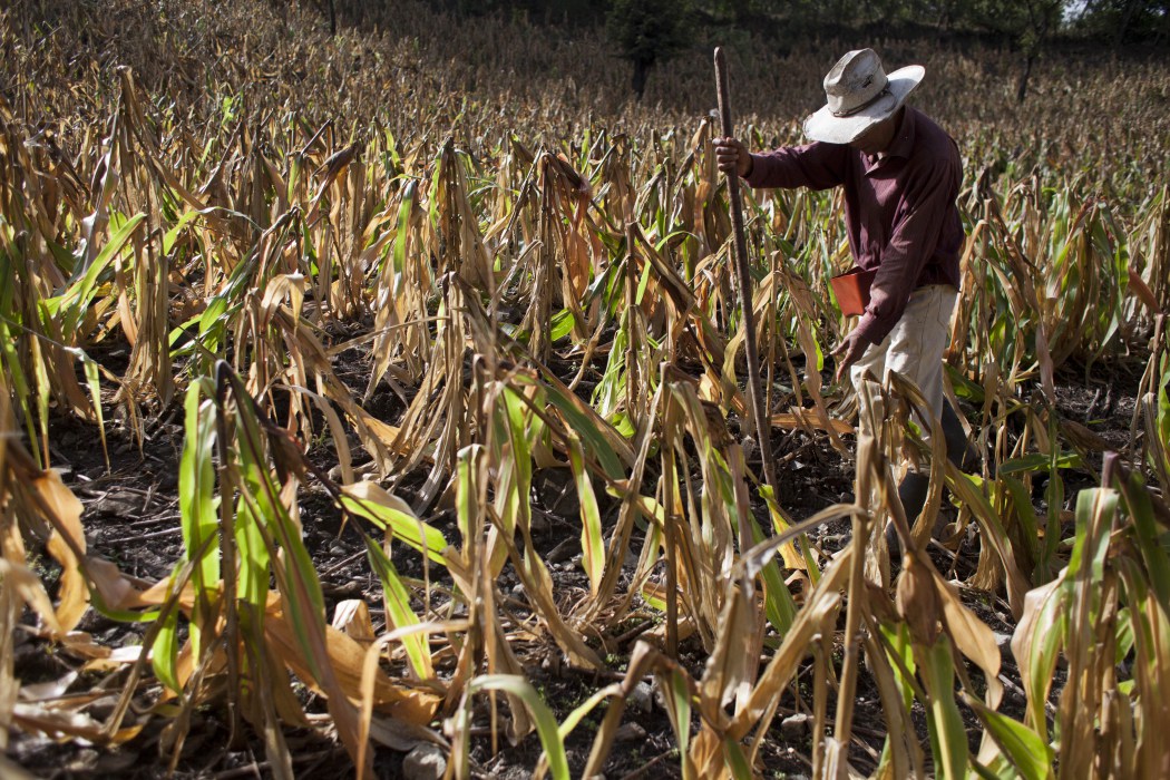 El CO2 cambia la composición de las plantas, incluso de aquellas de las que se alimentan millones de personas. Una crisis global de salud podría ser el resultado del Cambio Climático, advierten investigadores de EE.UU.