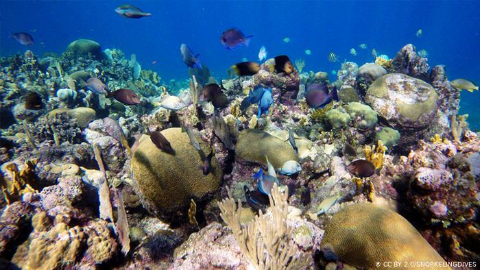 El Arrecife Mesoamericano está en declive. El aumento de temperatura, la acidificación y la proliferación de algas, son algunas de las consecuencias del Cambio Climático que lo están deteriorando.