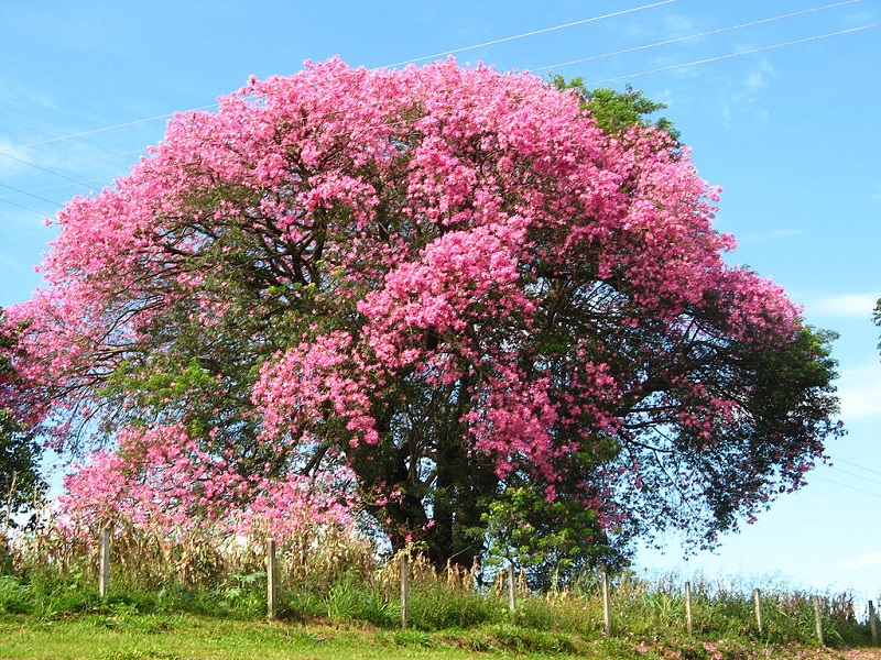 La Ceiba es importante para el equilibrio del ecosistema y el uso tradicional y cultural.