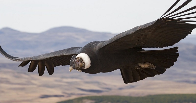 Un grupo de biólogos colombianos e indígenas kokonukos, se juntaron para identificar el número exacto de cóndores que habitan en el país. El cóndor andino es una de las aves más grandes del mundo y está en peligro de extinción.