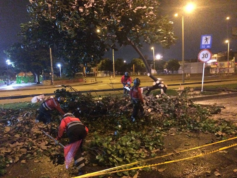 Foto: Alejandra Buitrago Van 310 árboles talados en las últimas semanas y se sospecha que el IDU talará indiscriminadamente más de mil antes de un mes, solo por la obra de la Avenida 68.