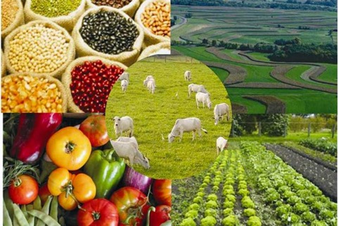 Según las estadísticas del DANE, mientras al cierre del 2019 el país decreció en exportaciones, el sector agropecuario mostró crecimientos en este campo tanto de productos tradicionales como banano, flores y café,  así como en productos emergentes como el aguacate Hass. 
