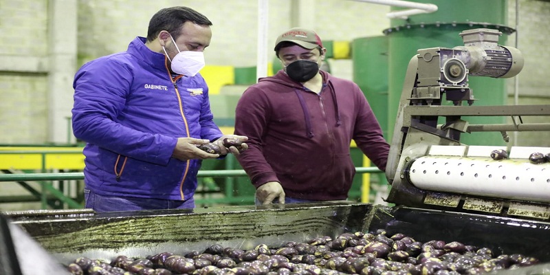 Con una inversión superior a los 500 millones de pesos, la Gobernación de Cundinamarca, por medio de la Secretaria de Competitividad y Desarrollo Económico, comprará 1.200 toneladas de papa, para apoyar a los campesinos de este sector que se han vistos afectados por los bajos precios que registra este alimento.