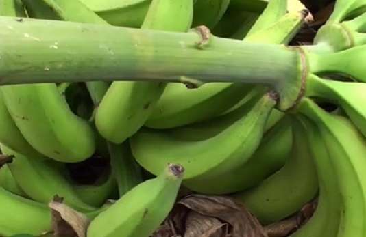 La firma AXM Green fue certificada como la primera productora de plátano orgánico en Colombia. La certificación fue otorgada a la empresa que produce el plátano en la finca Jerusalén, ubicada en jurisdicción del corregimiento El Caimo, en el municipio de Armenia.