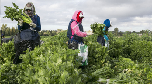 El Ministerio de Agricultura amplió la fecha hasta el próximo 14 de agosto para que un mayor número de pequeños y medianos productores puedan acceder a la ayuda que brinda el Gobierno para la comercialización de alimentos perecederos.