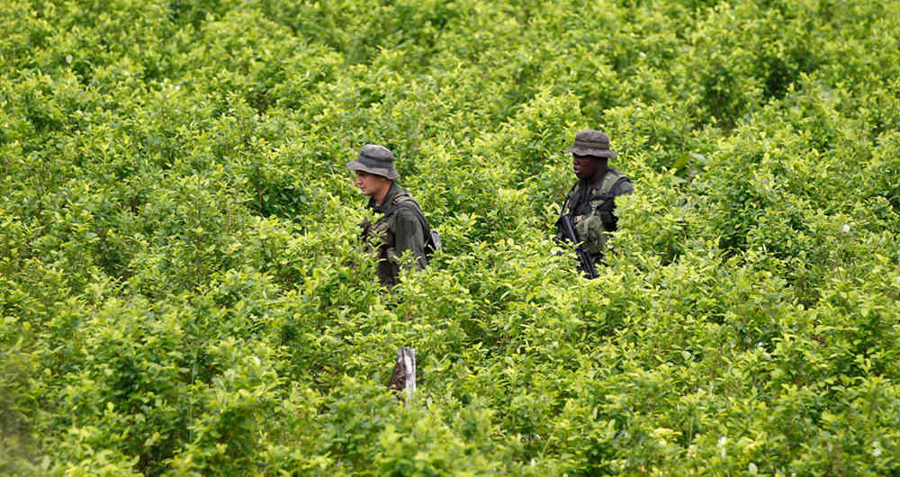 Los cultivos de coca en Colombia alcanzaron el año pasado un máximo histórico con 171.000 hectáreas frente a las 146.000 registradas el año 2016, según se desprende del último informe del Sistema Integrado de Monitoreo de Cultivos Ilícitos, de la Oficina de las Naciones Unidas contra la Droga y el Delito (UNODC), presentado en Bogotá.